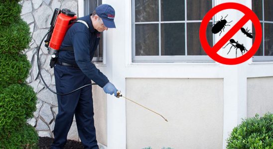 Termal Hamam Böceği İlaçlama böcek ilaçlama ve haşere kontrolü — ilaclama-tr.com